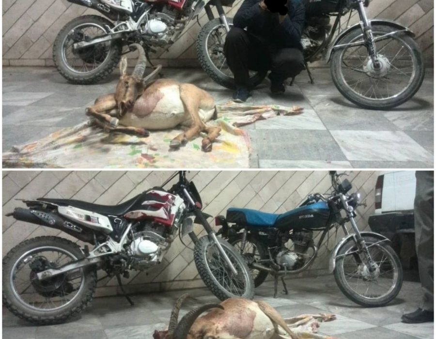 دستگیری متخلفین سرسخت و با سابقه شکار و صید در شهرستان کاشان