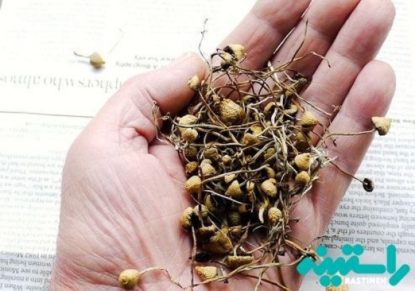 فروشنده مجازیِ مواد مخدر ماشروم در ” کاشان ” زیر تیغ قانون