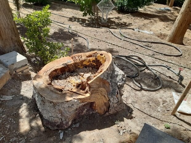 مدیر باغ فین کاشان: عاملان انسانی خشکیدن درختان باغ در مدیریتهای وقت جریمه شده اند