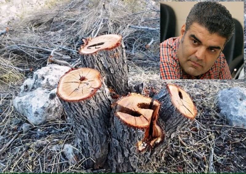 تهدیدِ طبیعتِ ییلاقیِ کاشان؛ارّهها مشغول کارند .. !