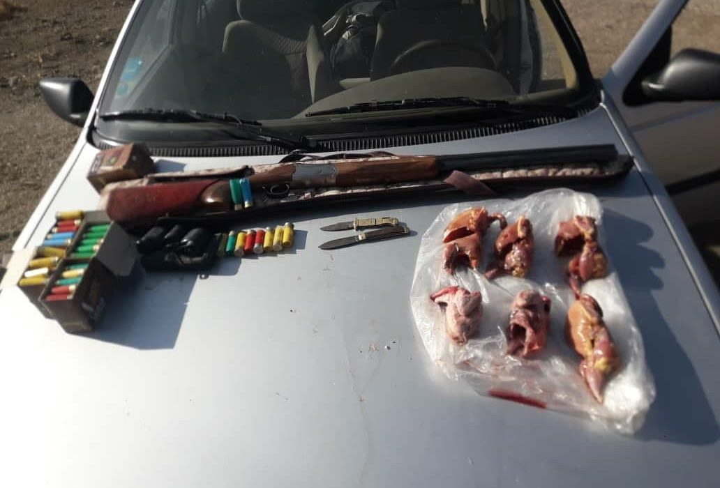 شکارچیان کبک وحشی در کاشان دستگیر شدند