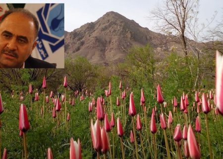 پهنه سبز نیاسر کاشان در موسم پدیداری آلاله‌ های سرخ، دیدنی‌تر از همیشه می‌شود