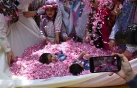 آغازی بر نوزدهمین جشنواره گل محمدی نیاسر کاشان با آیین گل‌غلتان | گزارش تصویری
