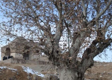 ثبت پنج درخت کهنسالِ شهرستان کاشان در فهرست آثار ملی