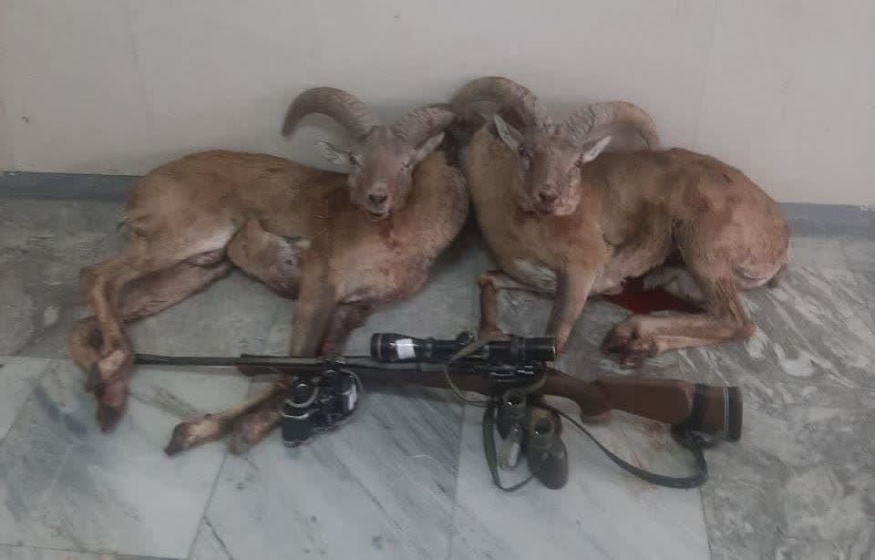 دستگیری شکارچیان متخلف با سابقه با دو راس قوچ وحشي